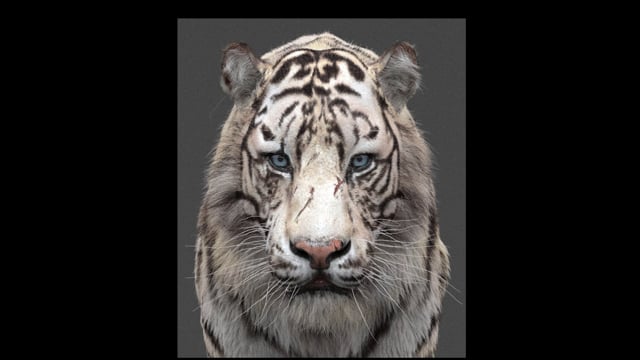 White Tiger Hair Workflow White Tiger Hair Workflow
